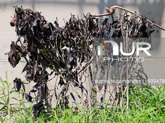 High temperatures cause some shrubs to wither in a neighborhood in Shanghai, China, on August 24, 2024. (