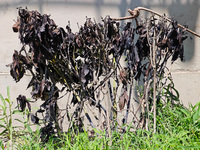 High temperatures cause some shrubs to wither in a neighborhood in Shanghai, China, on August 24, 2024. (