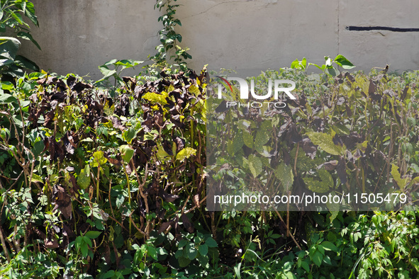 High temperatures cause some shrubs to wither in a neighborhood in Shanghai, China, on August 24, 2024. 