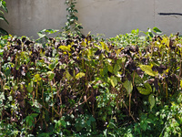 High temperatures cause some shrubs to wither in a neighborhood in Shanghai, China, on August 24, 2024. (