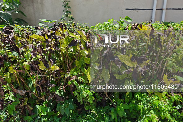 High temperatures cause some shrubs to wither in a neighborhood in Shanghai, China, on August 24, 2024. 