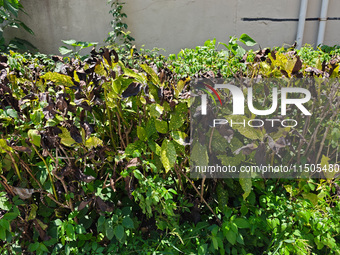 High temperatures cause some shrubs to wither in a neighborhood in Shanghai, China, on August 24, 2024. (