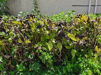 High temperatures cause some shrubs to wither in a neighborhood in Shanghai, China, on August 24, 2024. (