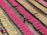 A worker dries incense on the drying field of a fragrance-making enterprise in Quanzhou, China, on August 25, 2024. (