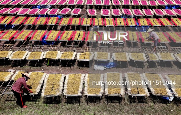 A worker dries incense on the drying field of a fragrance-making enterprise in Quanzhou, China, on August 25, 2024. 