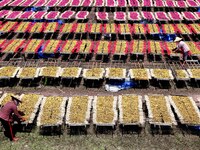 A worker dries incense on the drying field of a fragrance-making enterprise in Quanzhou, China, on August 25, 2024. (