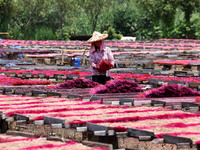 A worker dries incense on the drying field of a fragrance-making enterprise in Quanzhou, China, on August 25, 2024. (