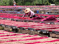 A worker dries incense on the drying field of a fragrance-making enterprise in Quanzhou, China, on August 25, 2024. (