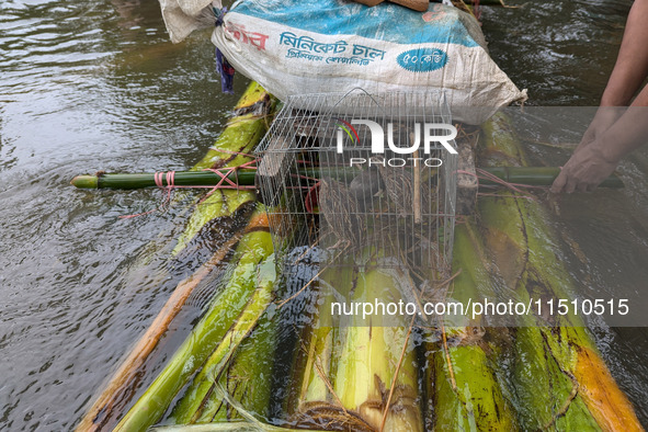 People wade with their pet cat through floodwaters in Feni, Bangladesh, on August 25, 2024. 