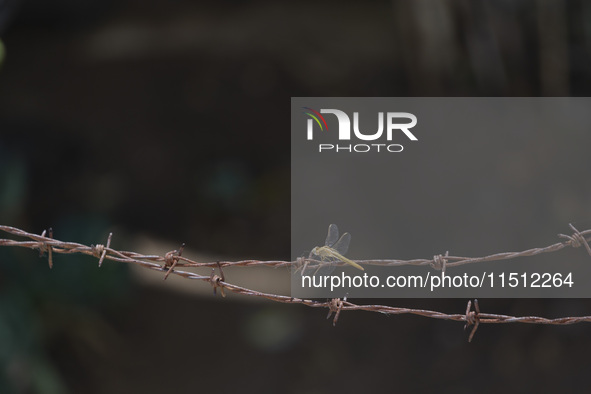 A dragonfly rests on a wire fence in Lisbon, Portugal, on August 25, 2024. Global warming shows consequences on ecosystems. Rising temperatu...