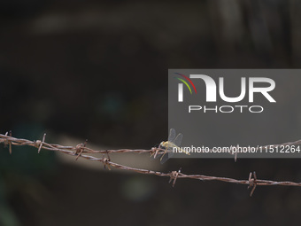 A dragonfly rests on a wire fence in Lisbon, Portugal, on August 25, 2024. Global warming shows consequences on ecosystems. Rising temperatu...