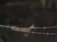 A dragonfly rests on a wire fence in Lisbon, Portugal, on August 25, 2024. Global warming shows consequences on ecosystems. Rising temperatu...