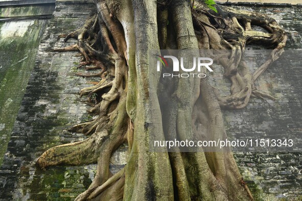 Footage taken in Nanning, China, on August 20, 2024, shows the roots of trees deep into the brick cracks of the ancient city wall. 