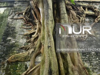 Footage taken in Nanning, China, on August 20, 2024, shows the roots of trees deep into the brick cracks of the ancient city wall. (