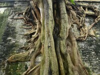 Footage taken in Nanning, China, on August 20, 2024, shows the roots of trees deep into the brick cracks of the ancient city wall. (