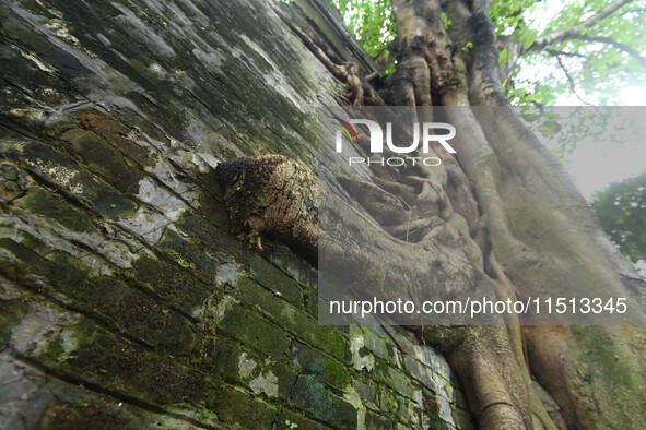 Footage taken in Nanning, China, on August 20, 2024, shows the roots of trees deep into the brick cracks of the ancient city wall. 