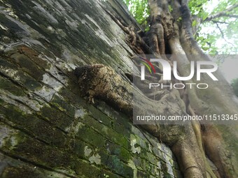 Footage taken in Nanning, China, on August 20, 2024, shows the roots of trees deep into the brick cracks of the ancient city wall. (