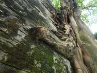 Footage taken in Nanning, China, on August 20, 2024, shows the roots of trees deep into the brick cracks of the ancient city wall. (