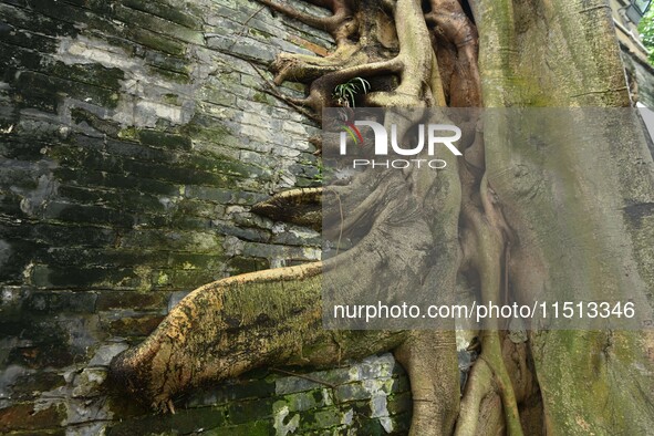 Footage taken in Nanning, China, on August 20, 2024, shows the roots of trees deep into the brick cracks of the ancient city wall. 