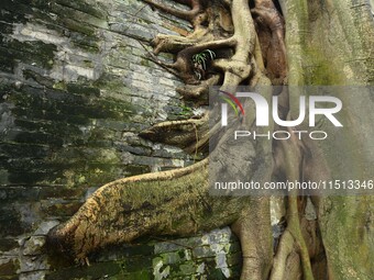 Footage taken in Nanning, China, on August 20, 2024, shows the roots of trees deep into the brick cracks of the ancient city wall. (