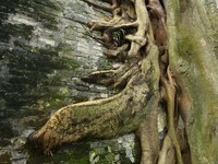 Footage taken in Nanning, China, on August 20, 2024, shows the roots of trees deep into the brick cracks of the ancient city wall. (