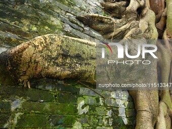 Footage taken in Nanning, China, on August 20, 2024, shows the roots of trees deep into the brick cracks of the ancient city wall. (