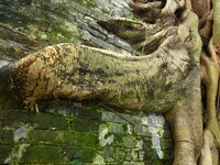 Footage taken in Nanning, China, on August 20, 2024, shows the roots of trees deep into the brick cracks of the ancient city wall. (