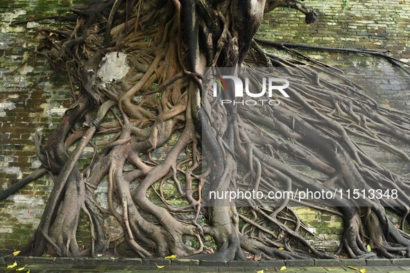 Footage taken in Nanning, China, on August 20, 2024, shows the roots of trees deep into the brick cracks of the ancient city wall. 