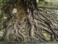 Footage taken in Nanning, China, on August 20, 2024, shows the roots of trees deep into the brick cracks of the ancient city wall. (