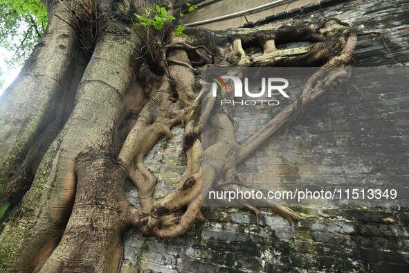 Footage taken in Nanning, China, on August 20, 2024, shows the roots of trees deep into the brick cracks of the ancient city wall. 