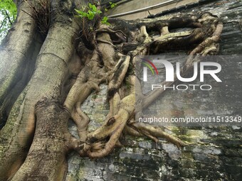 Footage taken in Nanning, China, on August 20, 2024, shows the roots of trees deep into the brick cracks of the ancient city wall. (