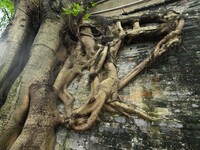 Footage taken in Nanning, China, on August 20, 2024, shows the roots of trees deep into the brick cracks of the ancient city wall. (