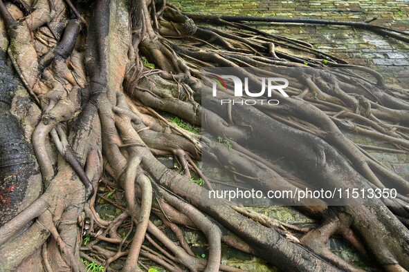 Footage taken in Nanning, China, on August 20, 2024, shows the roots of trees deep into the brick cracks of the ancient city wall. 