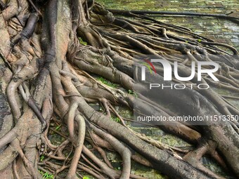 Footage taken in Nanning, China, on August 20, 2024, shows the roots of trees deep into the brick cracks of the ancient city wall. (