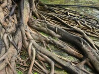 Footage taken in Nanning, China, on August 20, 2024, shows the roots of trees deep into the brick cracks of the ancient city wall. (