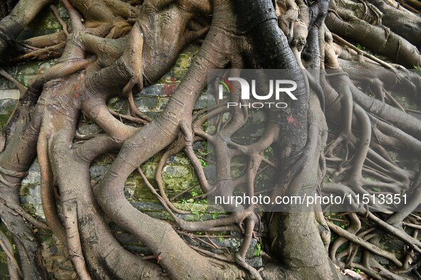 Footage taken in Nanning, China, on August 20, 2024, shows the roots of trees deep into the brick cracks of the ancient city wall. 