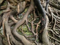 Footage taken in Nanning, China, on August 20, 2024, shows the roots of trees deep into the brick cracks of the ancient city wall. (