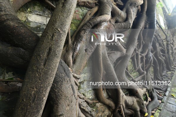 Footage taken in Nanning, China, on August 20, 2024, shows the roots of trees deep into the brick cracks of the ancient city wall. 