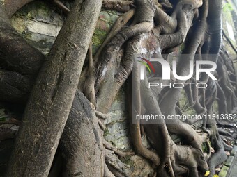 Footage taken in Nanning, China, on August 20, 2024, shows the roots of trees deep into the brick cracks of the ancient city wall. (