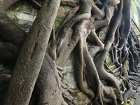 Footage taken in Nanning, China, on August 20, 2024, shows the roots of trees deep into the brick cracks of the ancient city wall. (