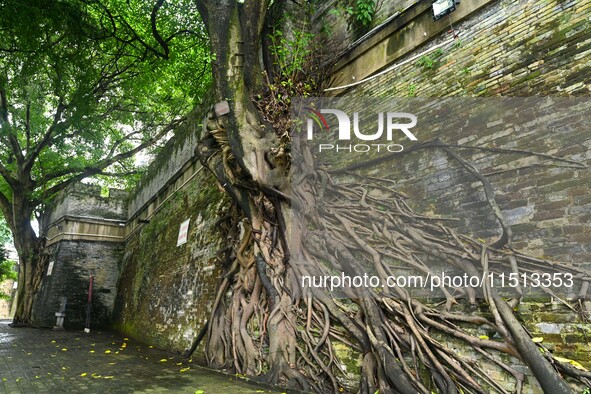 Footage taken in Nanning, China, on August 20, 2024, shows the roots of trees deep into the brick cracks of the ancient city wall. 