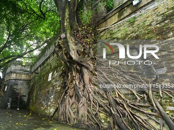 Footage taken in Nanning, China, on August 20, 2024, shows the roots of trees deep into the brick cracks of the ancient city wall. (