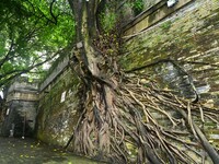 Footage taken in Nanning, China, on August 20, 2024, shows the roots of trees deep into the brick cracks of the ancient city wall. (