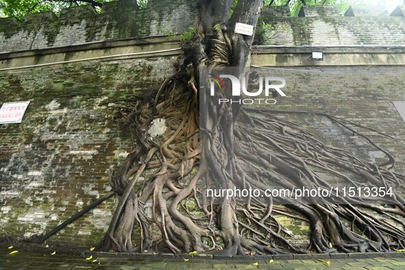 Footage taken in Nanning, China, on August 20, 2024, shows the roots of trees deep into the brick cracks of the ancient city wall. 