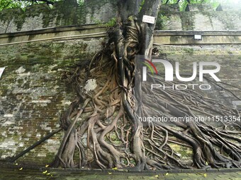 Footage taken in Nanning, China, on August 20, 2024, shows the roots of trees deep into the brick cracks of the ancient city wall. (