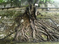 Footage taken in Nanning, China, on August 20, 2024, shows the roots of trees deep into the brick cracks of the ancient city wall. (