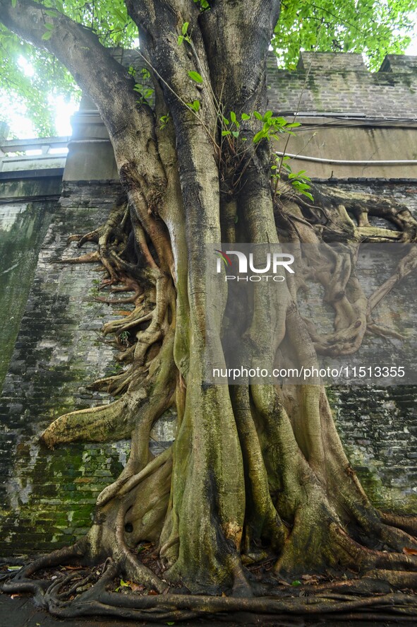 Footage taken in Nanning, China, on August 20, 2024, shows the roots of trees deep into the brick cracks of the ancient city wall. 