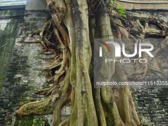 Footage taken in Nanning, China, on August 20, 2024, shows the roots of trees deep into the brick cracks of the ancient city wall. (