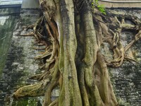 Footage taken in Nanning, China, on August 20, 2024, shows the roots of trees deep into the brick cracks of the ancient city wall. (