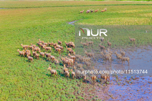 Wild elks play in the Tiaozi Mud Wetland of Dongtai City, Yancheng City, East China's Jiangsu Province, in Yancheng, China, on August 24, 20...